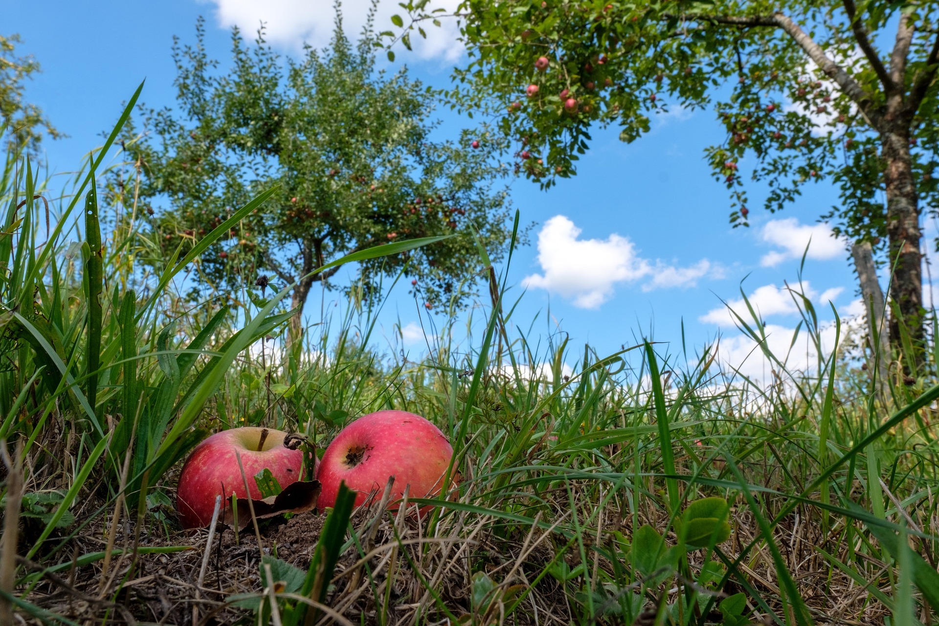 Zwei Äpfel liegen im Gras unter einem Apfelbaum