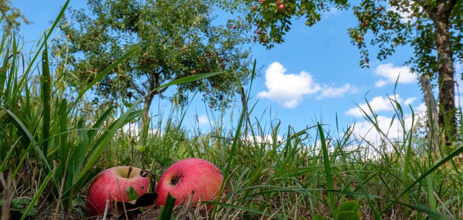 Zwei Äpfel liegen im Gras unter einem Apfelbaum