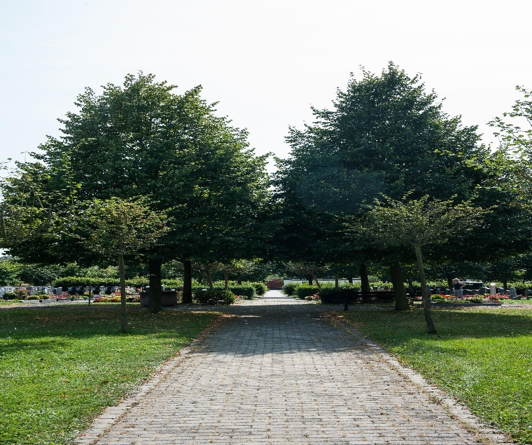 Ein Weg mit zwei Bäumen der zum Friedhof führt