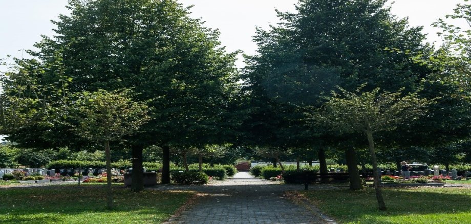 Ein Weg mit zwei Bäumen der zum Friedhof führt