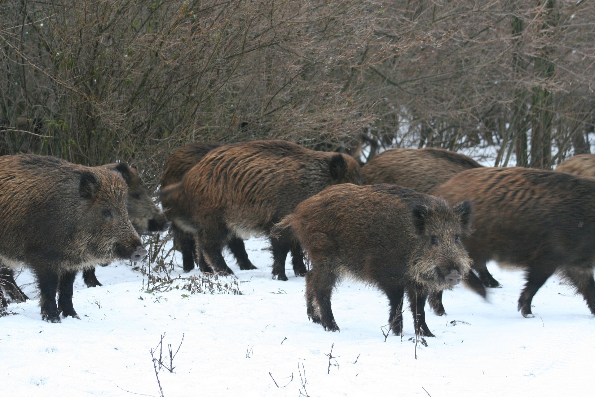 Rotte Wildschweine im Schnee