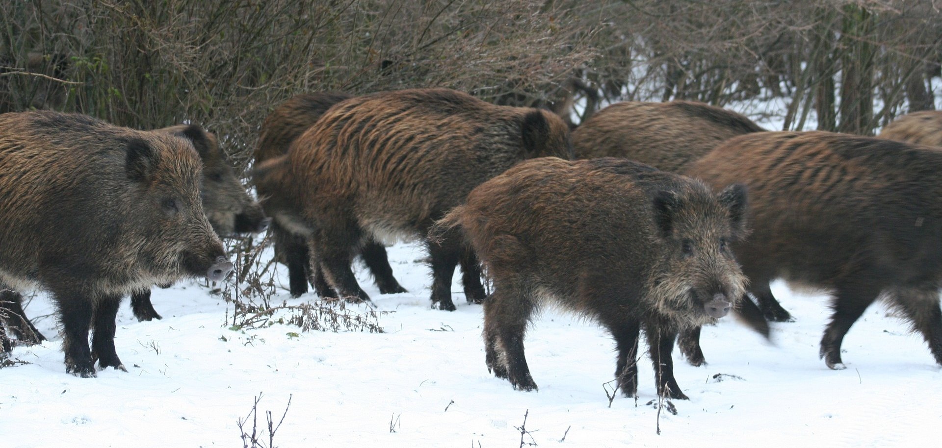 Rotte Wildschweine im Schnee