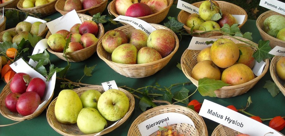 Viele unterschiedliche Apfelsorten in Schalen