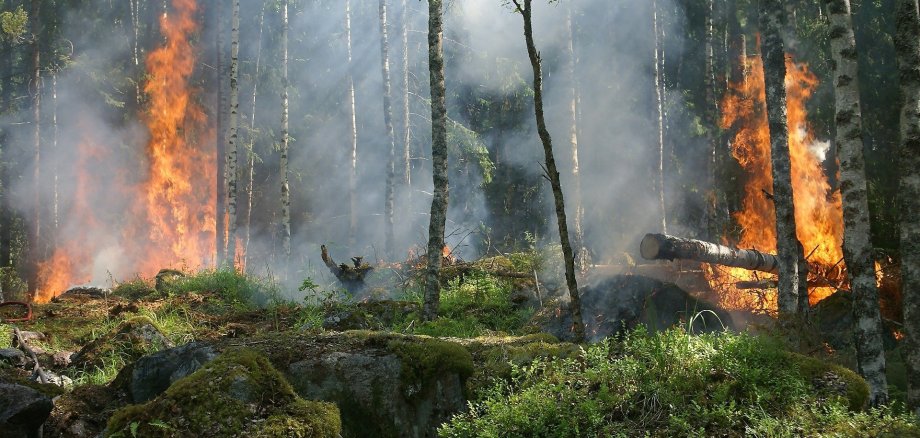 Brennender Wald