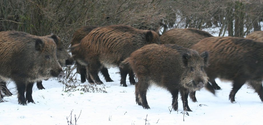 Rotte Wildschweine im Schnee