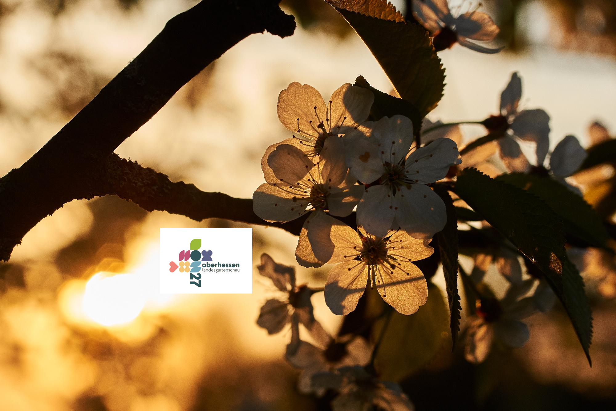 Mirabellenblüten Mirabellenblüten im Gegenlicht mit Landesgartenschau 2027 Logo